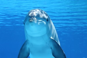 На Черноморском побережье зафиксирована массовая гибель дельфинов