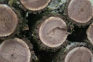 Какими дровами лучше топить печь: обзор древесины